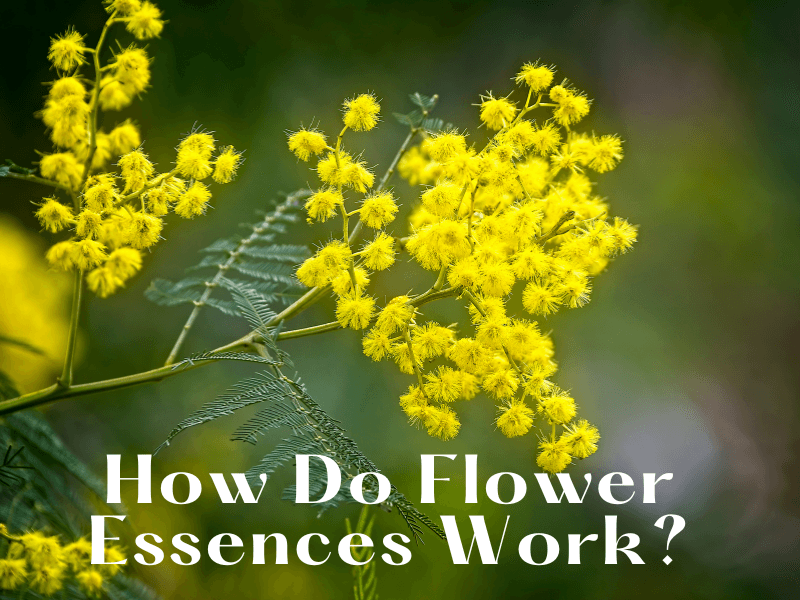 How Do Flower Essences Work?